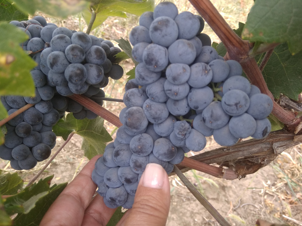 Фото: История донской виноградной лозы