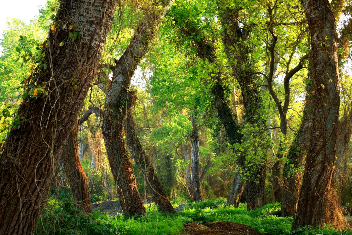 Фото: Самурский лес